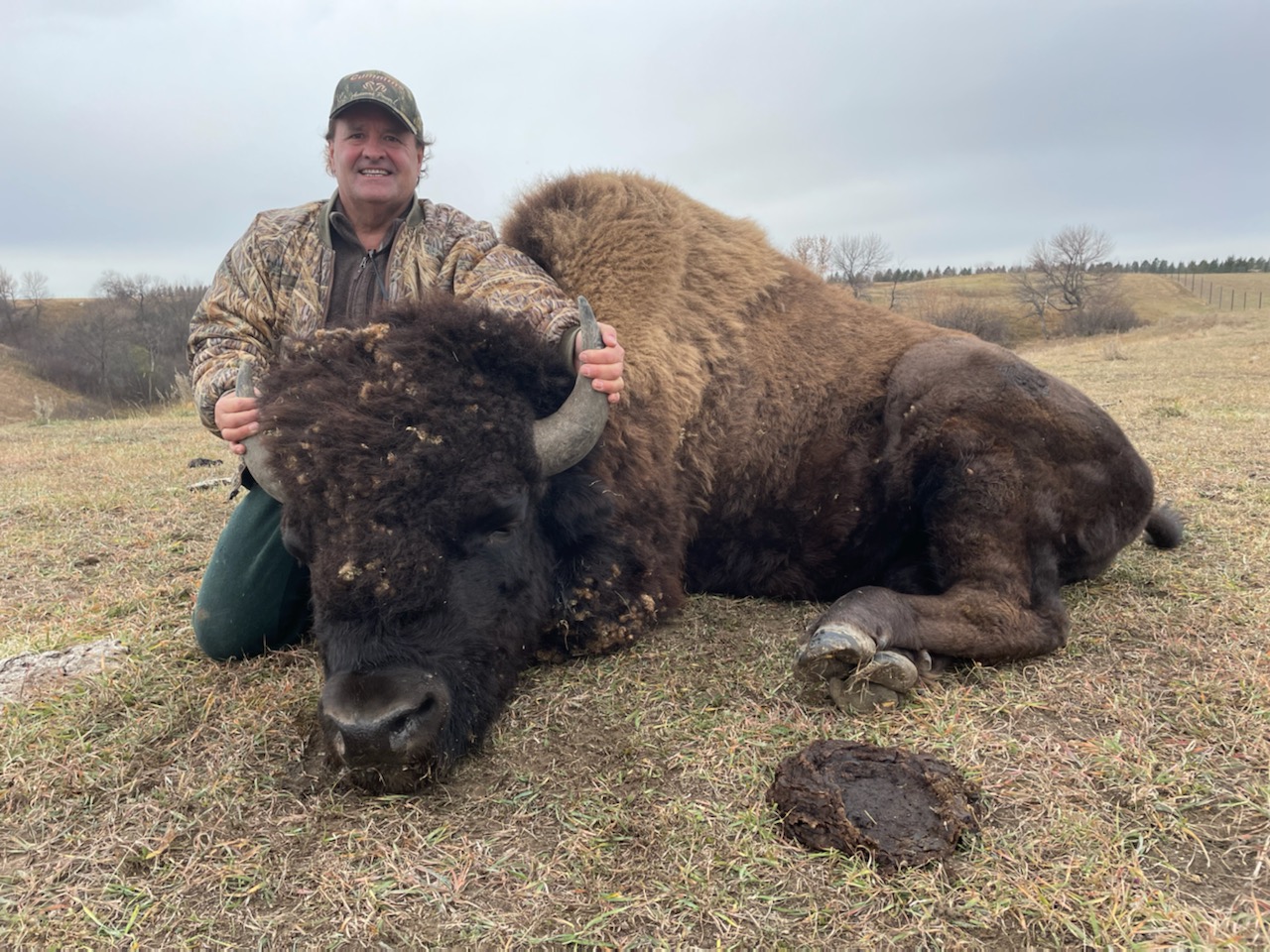 2 Year Old Bison