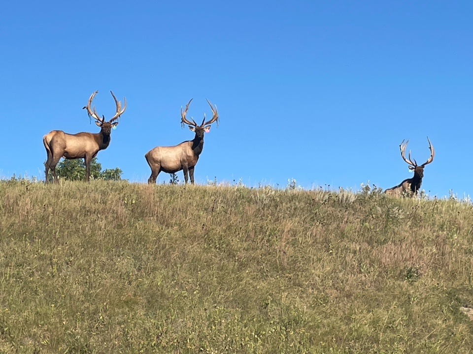 Elk Hunting (2022)